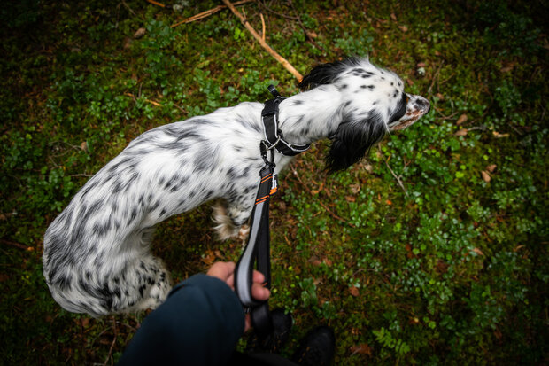 Non-Stop Dogwear - Touring bungee verstelbaar