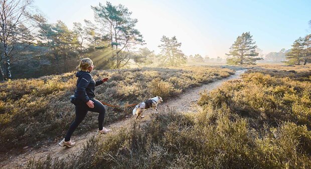 Non-Stop Dogwear - Trail light belt